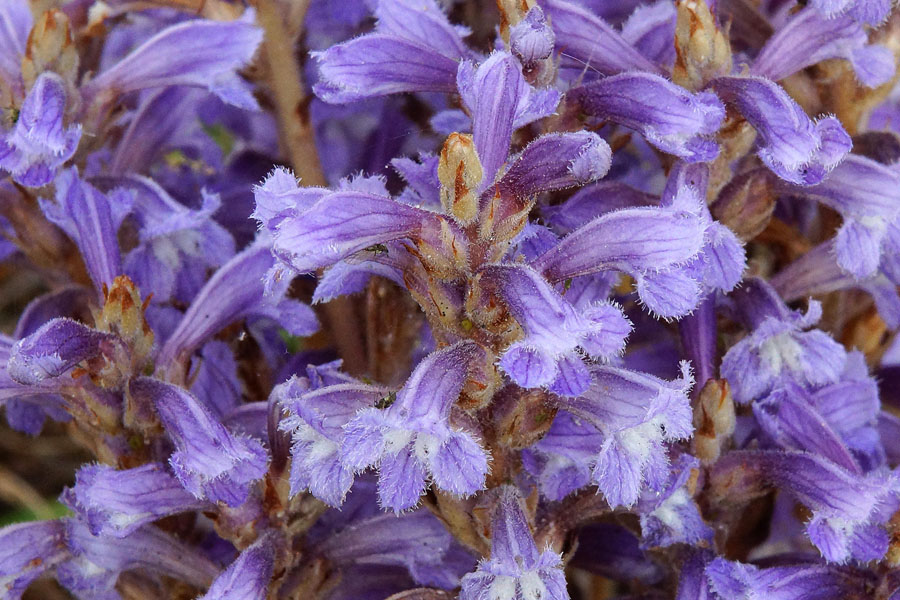 Orobanche ramosa  / Succiamiele ramoso